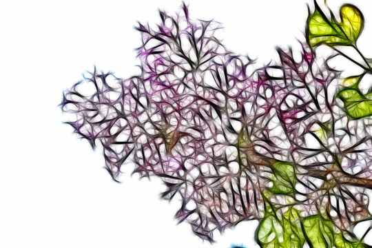 丁香花