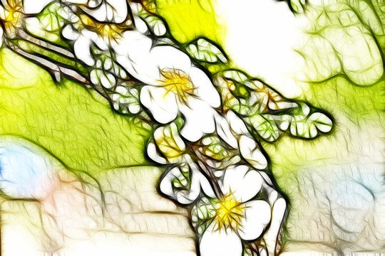 黃刺玫花