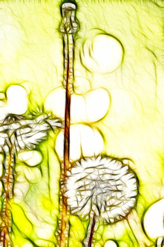 蒲公英