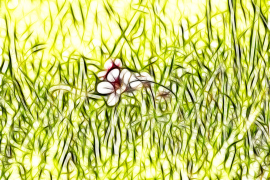 地黃花