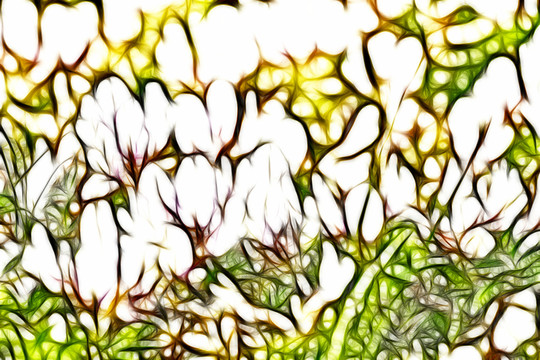 白花苜蓿