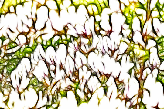 白花苜蓿