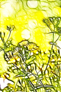 苦荬菜花