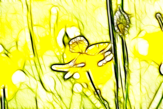 月見(jiàn)草開(kāi)花