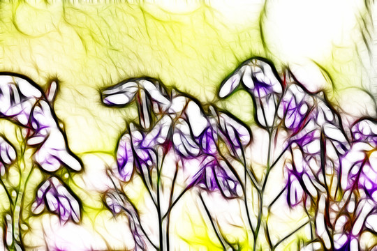 諸葛菜