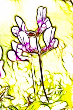 紫花苜蓿