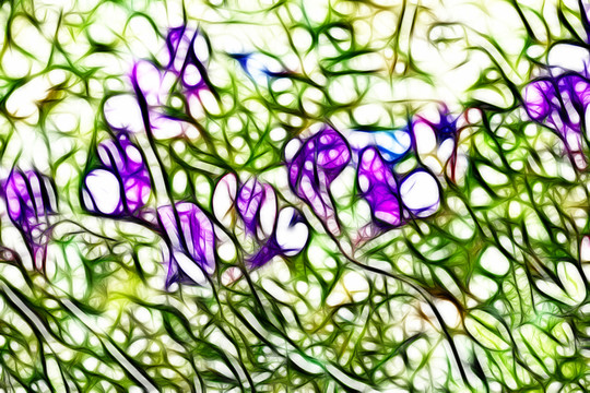 紫花苜蓿