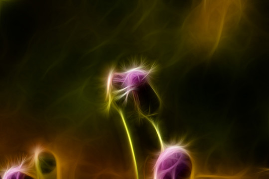 紫花藿香薊