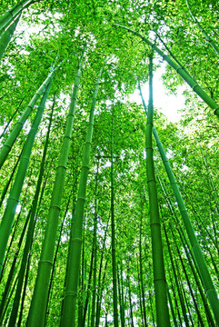 竹林挺拔