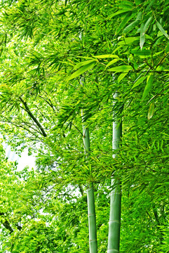 竹林風(fēng)光