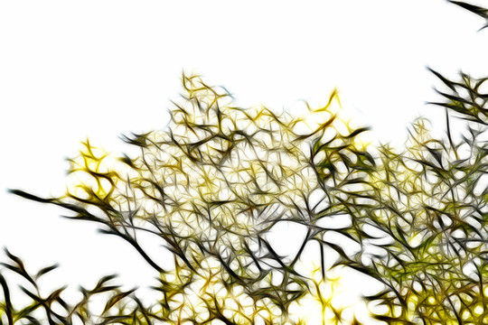流蘇樹開花抽象畫