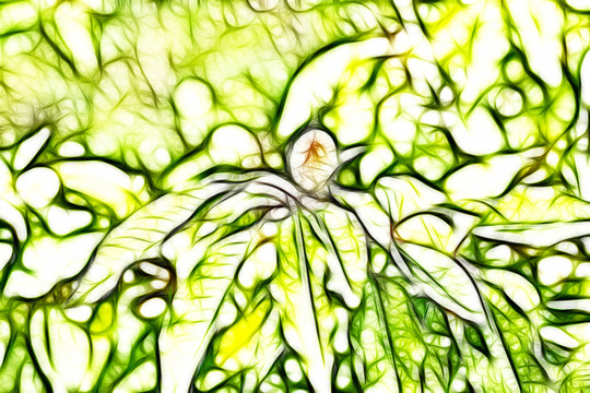毛桃樹枝葉抽象畫