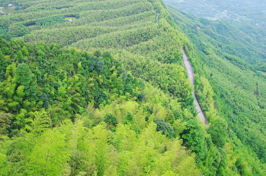 竹林 竹海