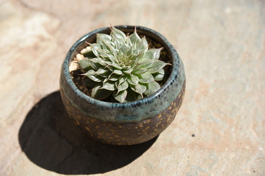 多肉植物銀星