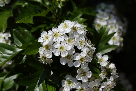 山釘子花