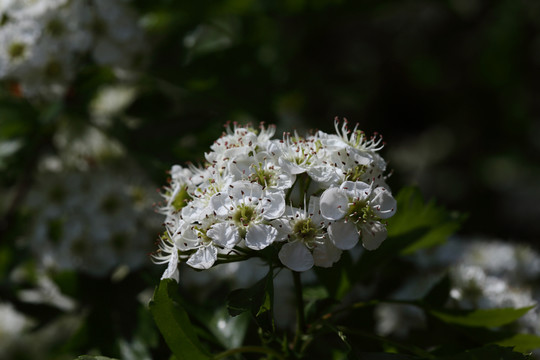 山釘子花
