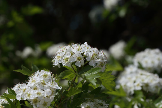 山釘子花