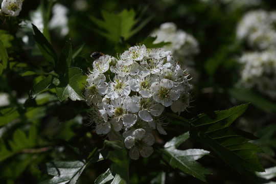 山釘子花