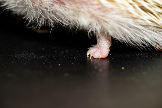 刺猬