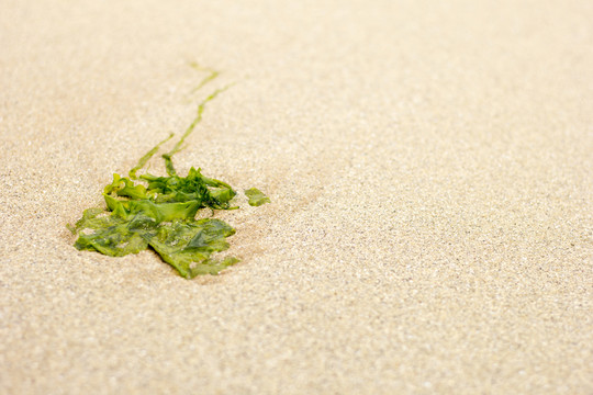 海草