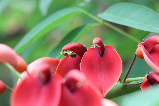 蜜蜂與花