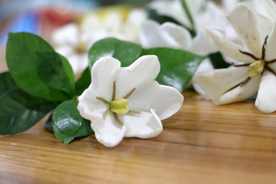 桅子花 攝影