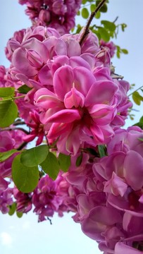 富貴花特寫