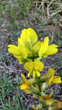 黃花