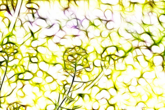 油菜花