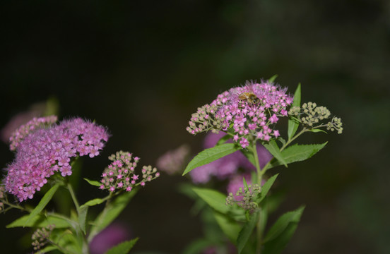 繡線菊