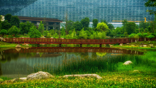 錦城公園 成都 樹 樹林 綠