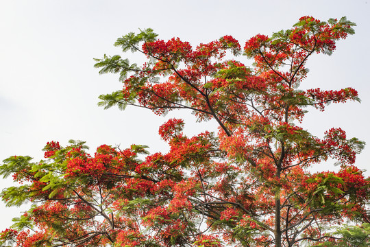 鳳凰花 紅花