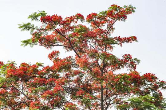 鳳凰花 紅花