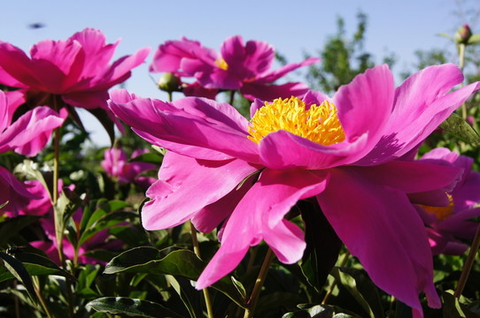 芍藥花