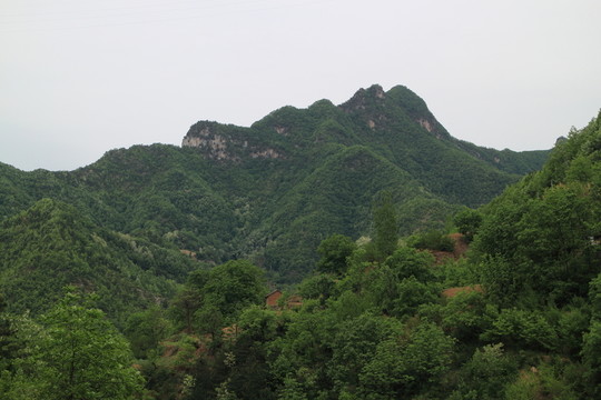 青山綠林