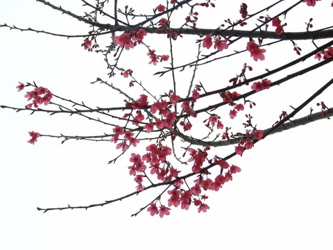 櫻花