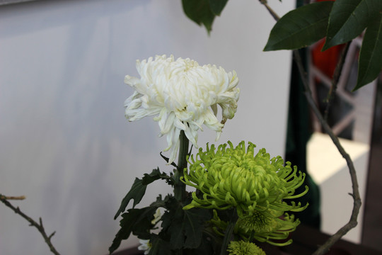兩朵菊花