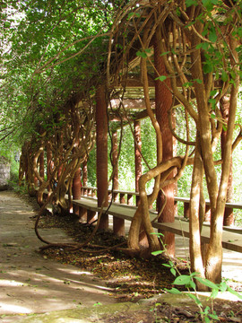 公園藤蔓