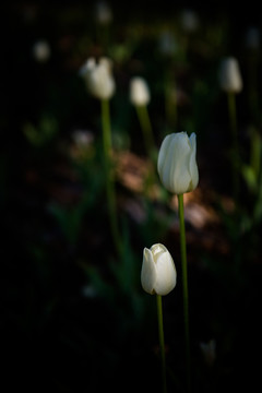 白色郁金香 花園里的郁金香花
