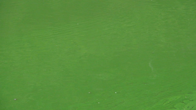 綠色浮萍
