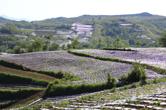 煙田