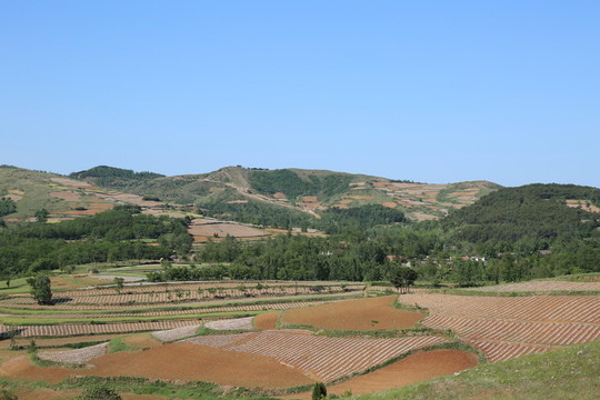 田野