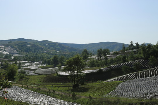 田野風(fēng)光