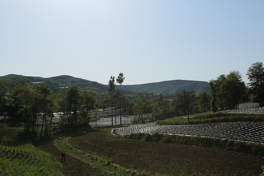 田野風(fēng)光