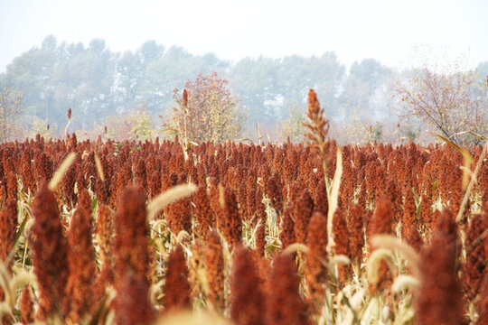 紅高粱 高粱地