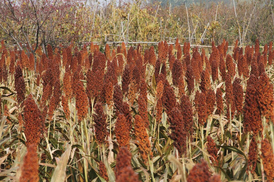 高粱地 紅高粱
