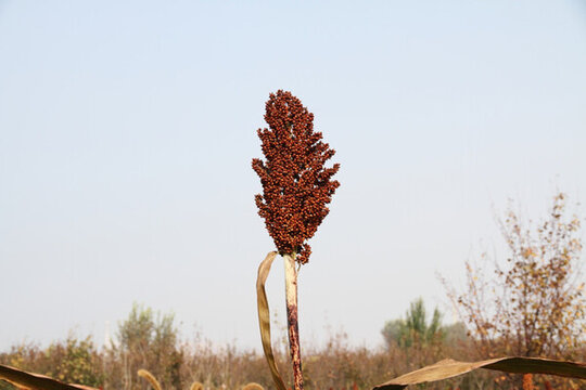 紅高粱特寫(xiě)