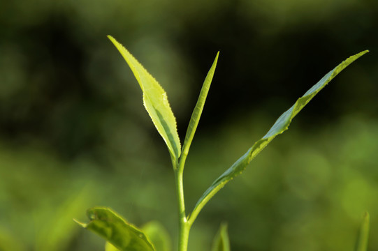 海南白沙綠茶