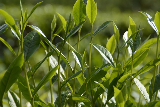 海南白沙綠茶