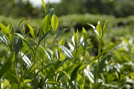 海南白沙綠茶